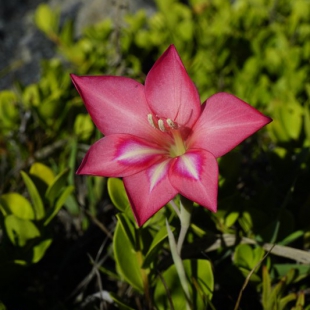 Gladiolus carmineus